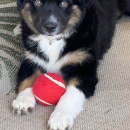 Australian Shepherds and Miniature Australian Shepherds from KMooreAussies