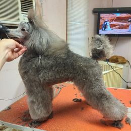 Poodle Puppies from Custom Poodles