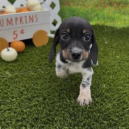 Black and Tan Piebald Smooth Male - Black and tan male Dachshund puppy in Killeen, Texas from Southern Dachshunds