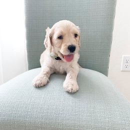 Goldendoodle Puppies from First Coast Goldendoodles
