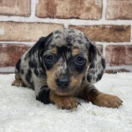 Sinatra - Dapple male Dachshund puppy in Industry, Illinois from KDKs Kennels