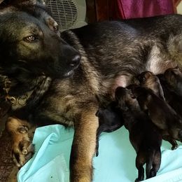 German Shepherd Puppies from von Haus Ulv