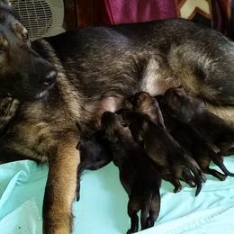 German Shepherd Puppies from von Haus Ulv
