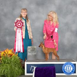 Diva - Miniature Pinscher