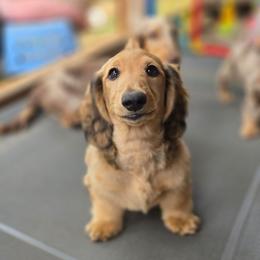 Merlin - Red male Dachshund puppy in Ethel, Washington from Mickey's Miracle Doxies
