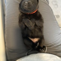 Red-Wicked Witch - Black female German Shepherd puppy in Medical Lake, Washington from Nine Realms German Shepherds