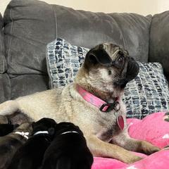 Wrinkles - Pug