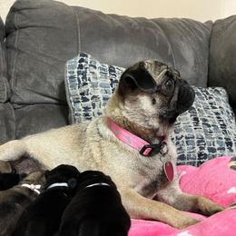 Wrinkles - Pug