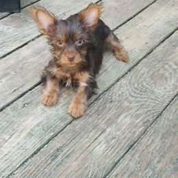 Shih Tzu and Yorkshire Terrier Puppies from Silver Bells Paw Prints