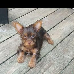 Shih Tzu and Yorkshire Terrier Puppies from Silver Bells Paw Prints