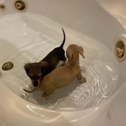 Dachshund Puppies from Northwest Dachshunds