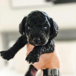 Mr. Trolley - Black male Goldendoodle puppy in Punta Gorda, Florida from Transformation Acres Goldendoodle