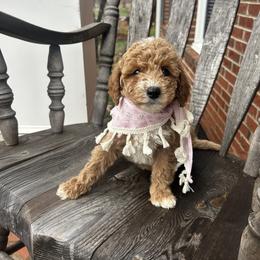 Corina - Red  female Goldendoodle puppy in Mint Hill, North Carolina from DoodleForever