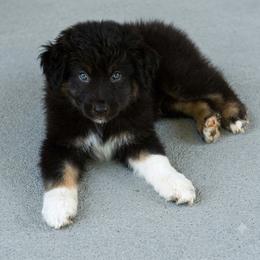 Rocket - Black & white male Australian Shepherd puppy in Harrah, Oklahoma from Kamm's Aussies