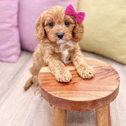 Cavapoo puppies from Florida Coast Doodles