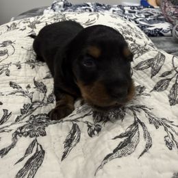 Ruth - Black female Dachshund puppy in Troup, Texas from Darling Doxies