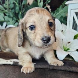 Dachshund Puppies from Buckwild Doxies