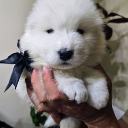 Black collar - White male Samoyed puppy in Downey, Idaho from Seven Diamond Samoyeds