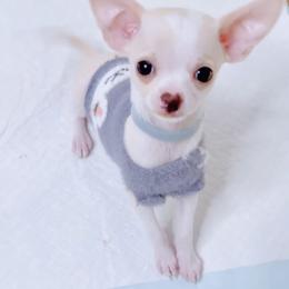Chihuahua Puppies from Petite Pups LLC
