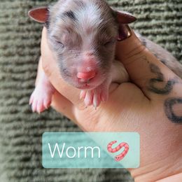 Worm - White and blue merle male Border Collie puppy in Olive Hill, Kentucky from SaturnMoon MAS & BC