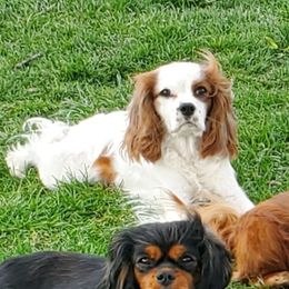 Kit - Cavalier King Charles Spaniel