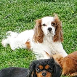 Kit - Cavalier King Charles Spaniel