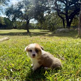 Boy 2 - Red male Pembroke Welsh Corgi puppy in Johnson City, Texas from McCall Creek Corgis
