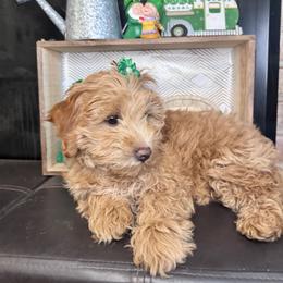 Mira - Red female Maltipoo puppy in West Jordan, Utah from Mid Sized Maltipoos and More LLC