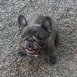Reign - Blue female French Bulldog puppy in Mesa, Arizona from Prickly Pear Kennels