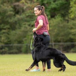 Anatolian Shepherd Dog and German Shepherd All Grown Up from Wilderwind K9