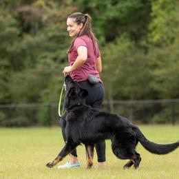 Anatolian Shepherd Dog and German Shepherd All Grown Up from Wilderwind K9