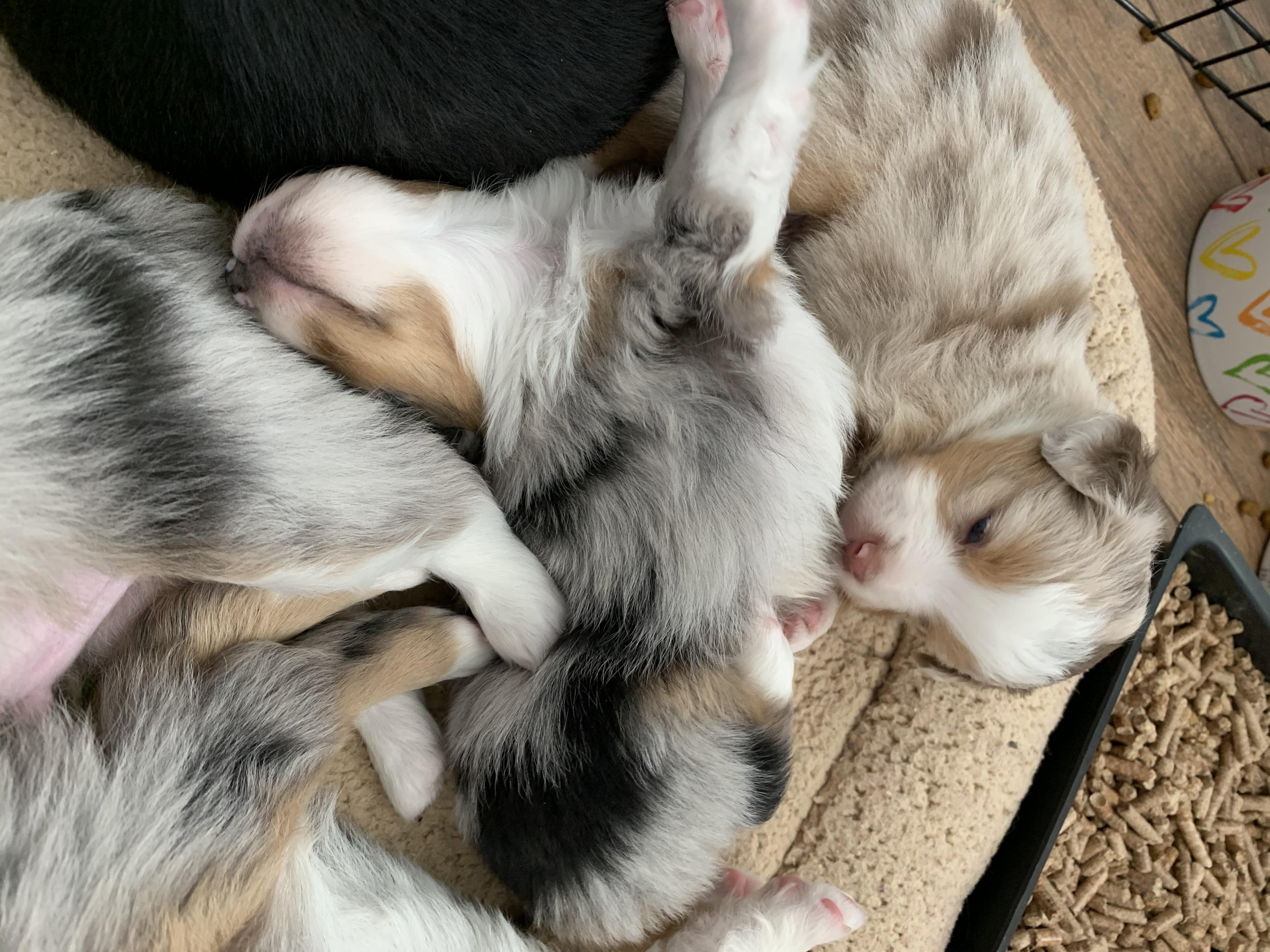 Australian Shepherd Puppies from Painted Blue Aussies