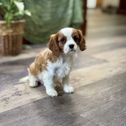 Nova - Blenheim female Cavalier King Charles Spaniel puppy in Macomb, Missouri from Hunter's Puppies