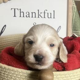 Scooter - Cream male Dachshund puppy in Sharon Springs, New York from Show Us The Way Homestead
