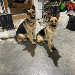 German Shepherd and Miniature Australian Shepherd All Grown Up from Taylor Pevehouse