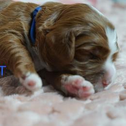Rip - Red male Australian Labradoodle puppy in Fontana, California from Glory Labradoodle’s