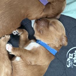 Cavapoo Puppies from Heritage Home Cavapoos