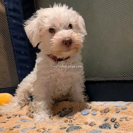 AVAILABLE AKC white boy 2 (red collar) - White male Miniature Schnauzer puppy in Greencastle, Indiana from Tiny Tushy Lodge