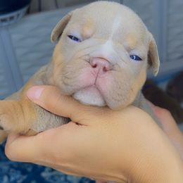Light pink - Lilac tri-color female Bulldog puppy in Seattle, Washington from Authentic Bullys