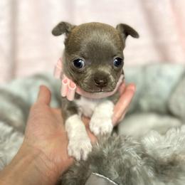 Ella - Blue female Chihuahua puppy in Mesa, Arizona from Arizona Dream Chihuahuas