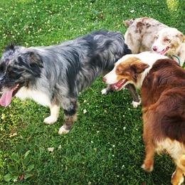 Australian Shepherd Puppies from Johnson Aussies