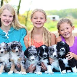 Aussiedoodle Puppies from Wilson Cattle Co.