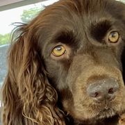 Boykin Spaniels from Karma Farm and Kennels