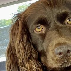 Boykin Spaniels from Karma Farm and Kennels