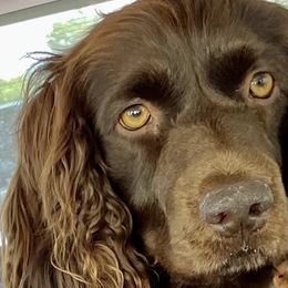 Boykin Spaniels from Karma Farm and Kennels