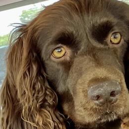 Boykin Spaniels from Karma Farm and Kennels