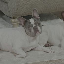 French Bulldogs from Christie Duhe