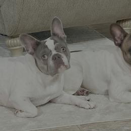 French Bulldogs from Christie Duhe