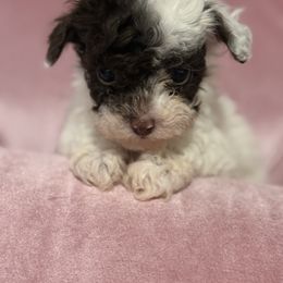 Miles - Parti male Poodle puppy in Fredericktown, Missouri from Doodle Pups Fur-Ever
