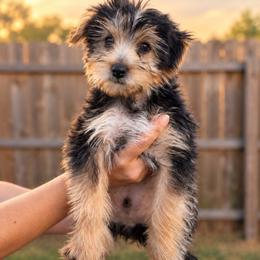 Bentley - Black and tan male Yorkshire Terrier puppy in Beulaville, North Carolina from Sunset Ranch
